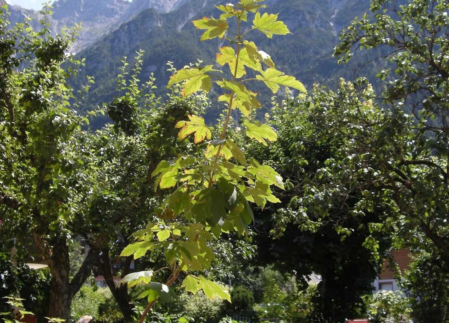 Pension Bavaria Mittenwald Gæstehus